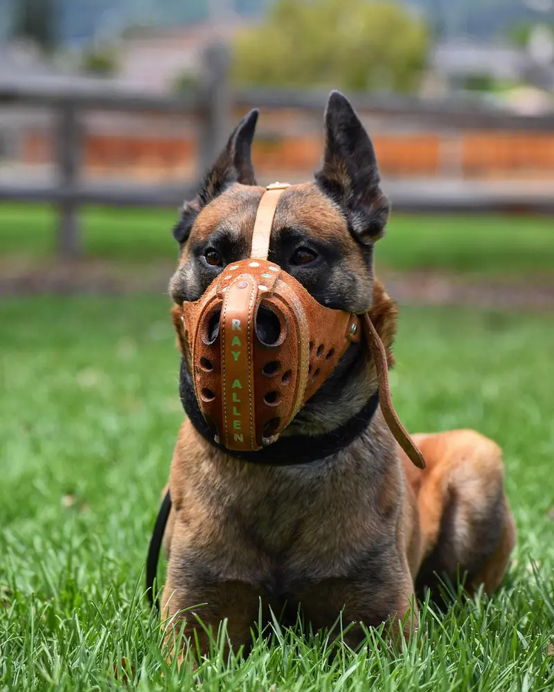 Dog Muzzle: Why, and How to Correctly Use Muzzles for Dogs 