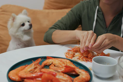 Can Dogs Eat Shrimp : Can Dogs Have Shrimp