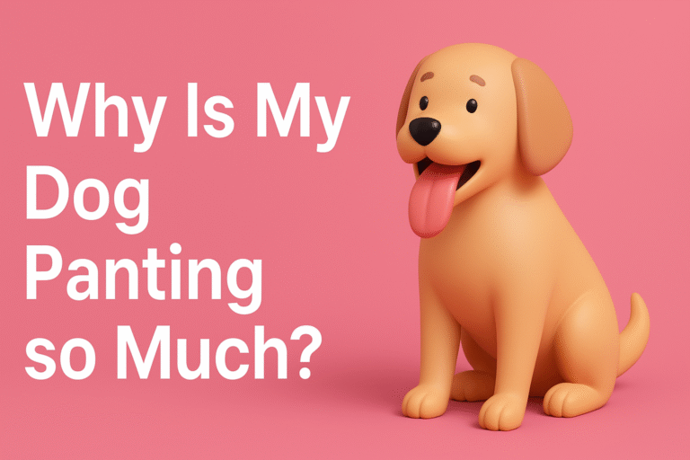 Why Is My Dog Panting so much?