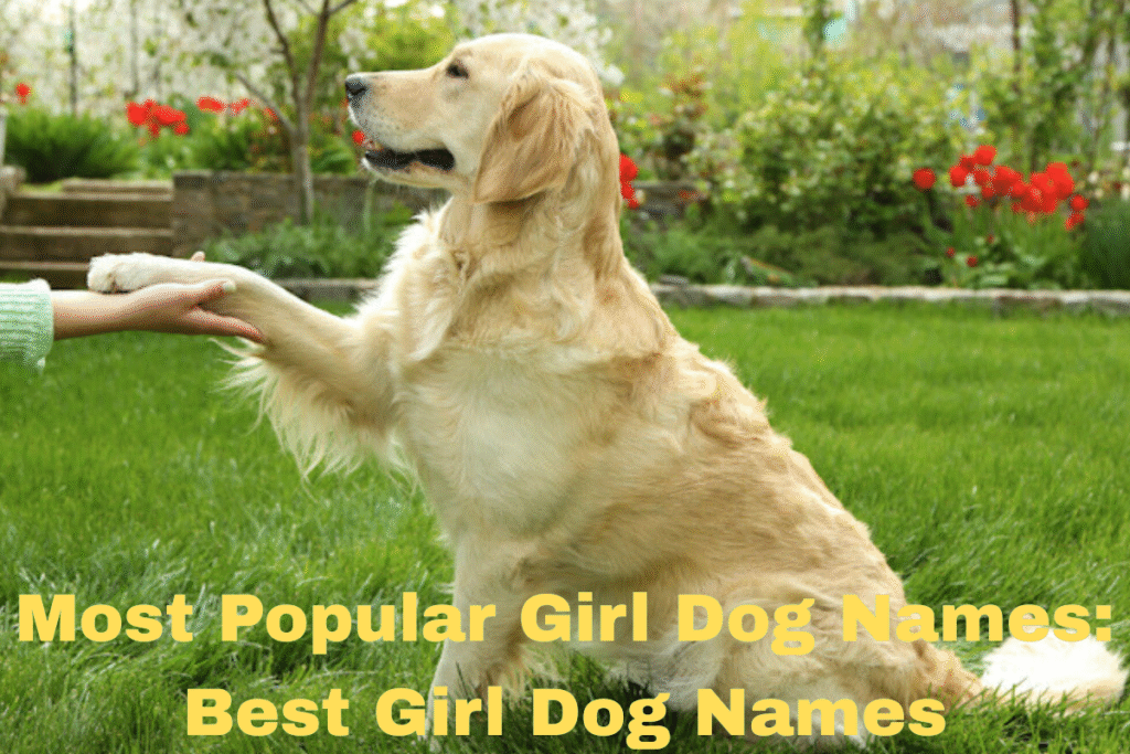 Most Popular Girl Dog Names: Best Girl Dog Names