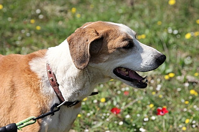 Can Dog Eat Tomatoes?
