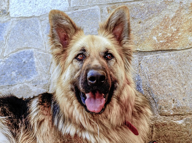 Can Dogs Eat Cinnamon?