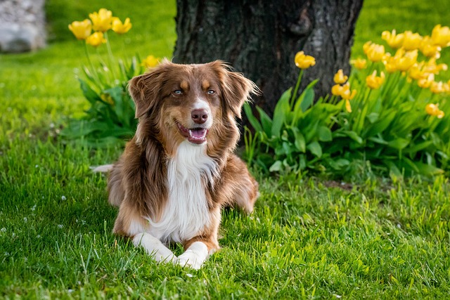Can Dogs Eat Onions?