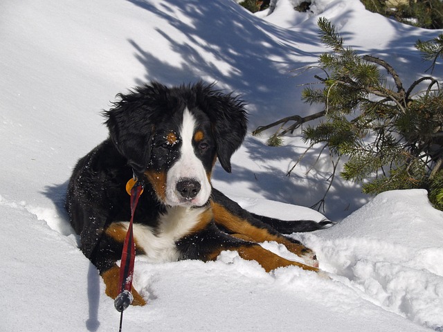 Bernese Mountain Dog: Mini Bernese Mountain Dog puppy for sell