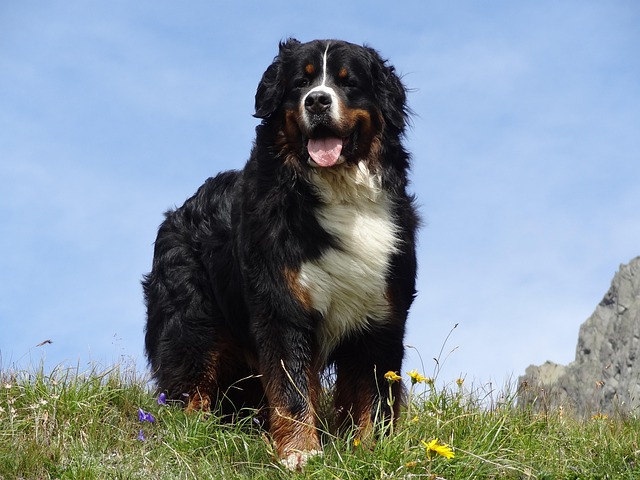 Bernese Mountain Dog: Mini Bernese Mountain Dog puppy for sell