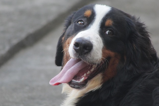 Bernese Mountain Dog: Mini Bernese Mountain Dog puppy for sell