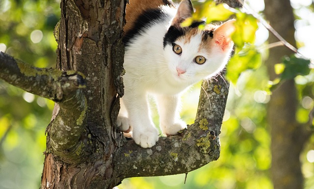 Calico Cat : Calico Cats : Calico Calico Cat