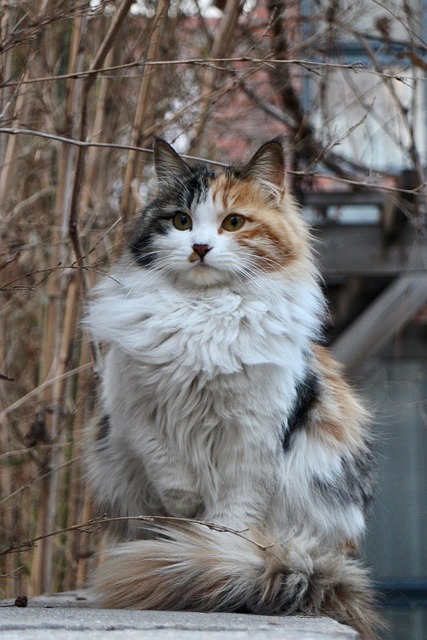 Calico Cat : Calico Cats : Calico Calico Cat