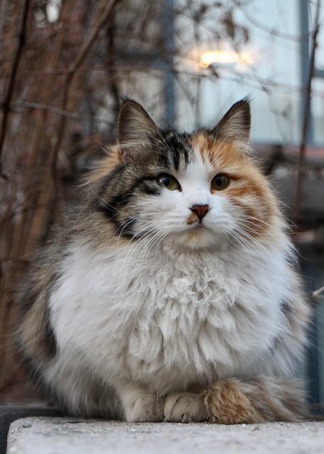 Calico Cat : Calico Cats : Calico Calico Cat