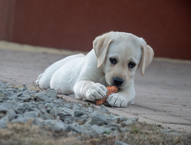 Can Dog Eat Pistachios?