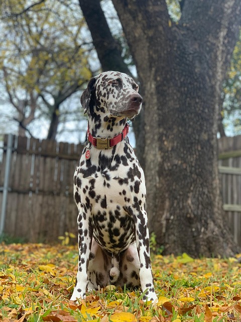 Dog Collars: Leather Dog Collars & Personalized Dog Collars​ The Complete Guide