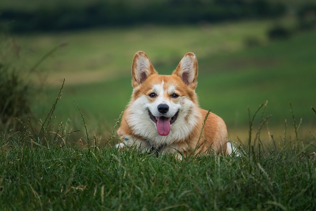 Can Dogs Eat Dates?