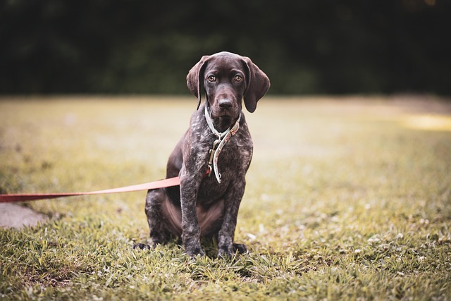 German Shorthaired Pointer SC