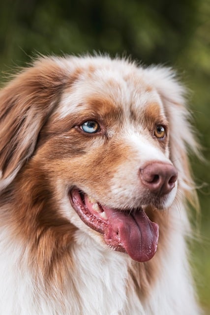 Taste of the Wild Dog Food – Complete Review & Buying Guide