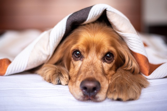 Can Dogs Eat Dates?