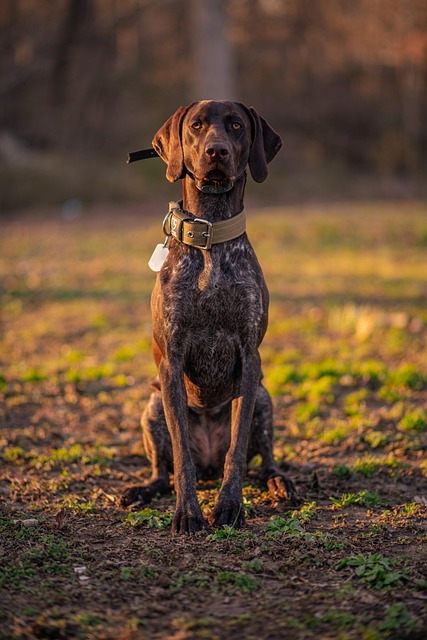 Dog Collars: Leather Dog Collars & Personalized Dog Collars​ The Complete Guide