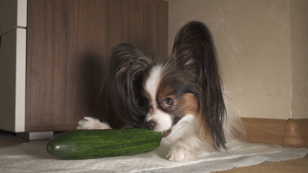 Can Dogs Eat Cucumbers? Can Dogs have Cucumbers?