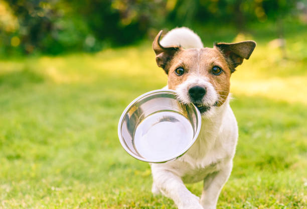 Open Farm Dog Food