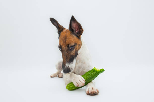 Can Dogs Eat Cucumbers? Can Dogs have Cucumbers?