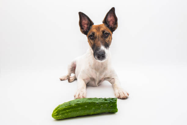 Can Dogs Eat Cucumbers? Can Dogs have Cucumbers?