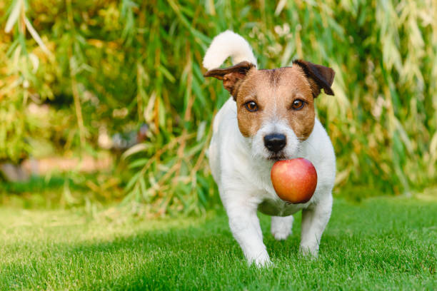 Can Dogs Eat Apples?