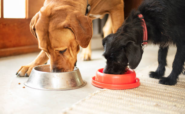 Open Farm Dog Food
