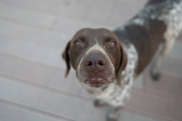 Can Dogs Eat Cherries?
