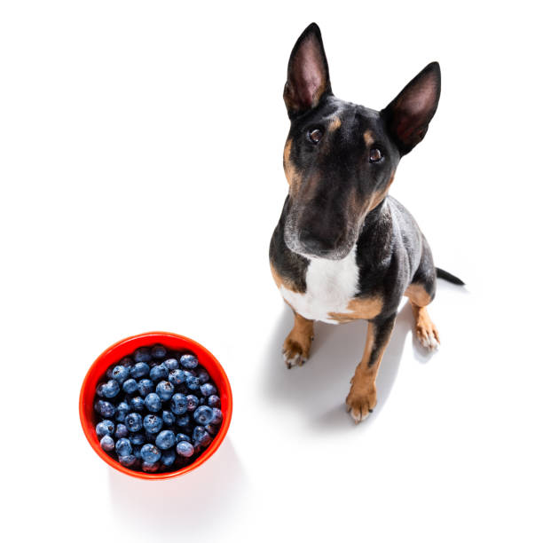 Can Dogs Have Blueberries?