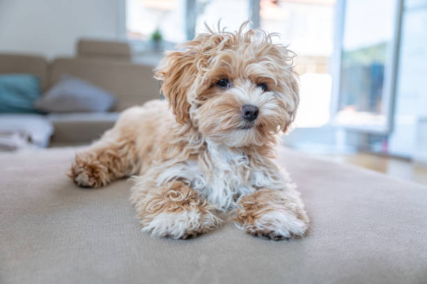 Maltipoo