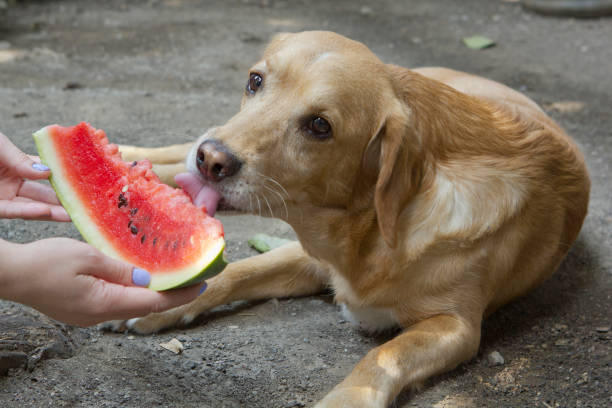 Can Dogs Eat Watermelon?