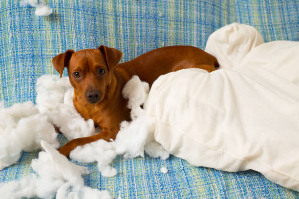 Dog Throwing Up White Foam