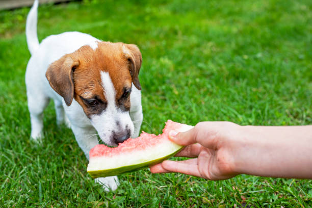 Can Dogs Eat Watermelon?