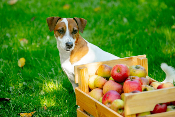 Can Dogs Eat Apples?