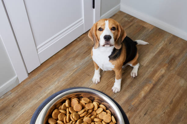Diamond Naturals Dog Food​