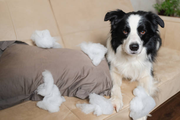 Dog Throwing Up White Foam