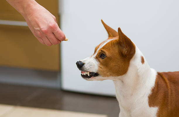 Can Dogs Eat Oranges?