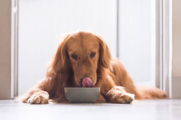 Open Farm Dog Food