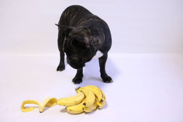 Can Dogs Eat Bananas?