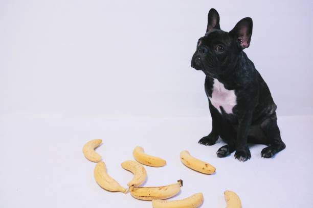 Can Dogs Eat Bananas?
