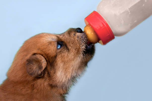 Can Dogs Drink Milk? Can Dogs Have Milk?