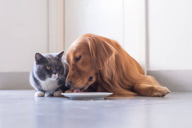 Can Dogs Drink Milk? Can Dogs Have Milk?