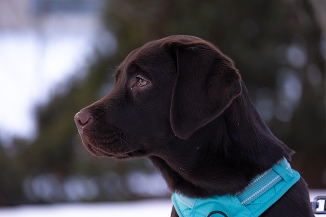 Dog Collars: Leather Dog Collars & Personalized Dog Collars​ The Complete Guide