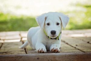 Taste of the Wild Dog Food – Complete Review & Buying Guide