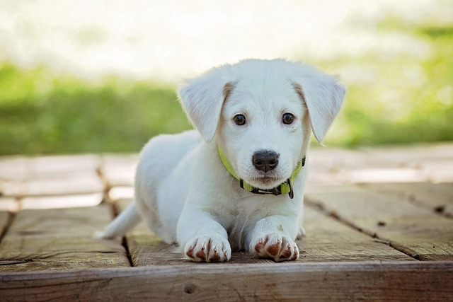 Taste of the Wild Dog Food – Complete Review & Buying Guide