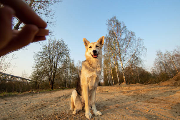 Can Dogs Eat Mango?