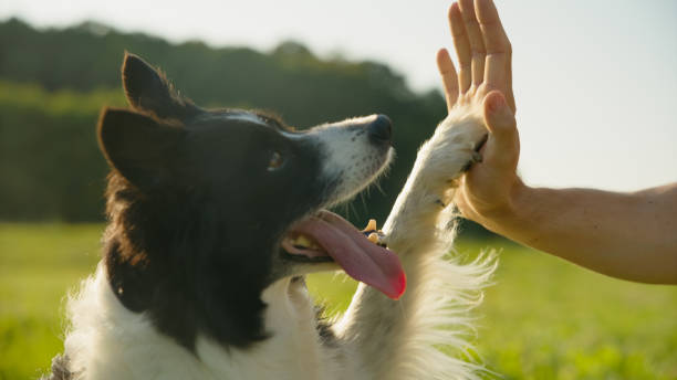 Can Dogs Eat Mango?