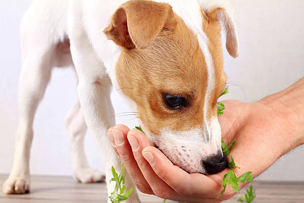 Can Dogs Eat Asparagus?