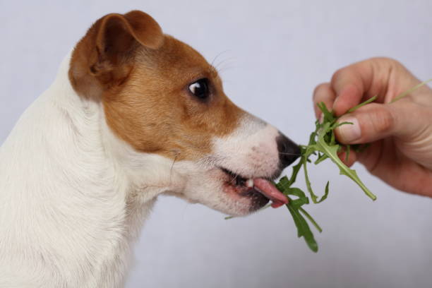 Can Dogs Eat Asparagus?