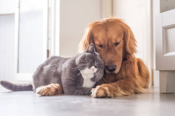 Can Dogs Have Autism?